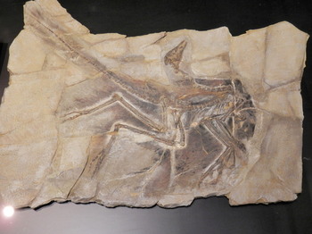 アンキオルニス化石.jpg