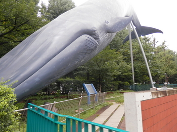 シロナガスクジラ.JPG