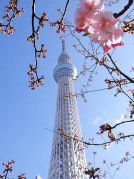 スカイツリーと桜.jpg