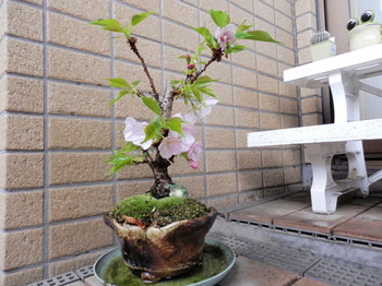 一寸桜（20130330）.jpg