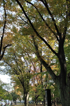 上野の森（紅葉）.JPG
