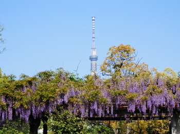亀戸中央公園（藤とスカイツリー）2.jpg