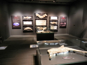 化石の展示2.jpg