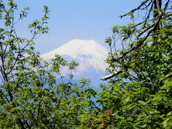 富士山１（犬目丸）.jpg