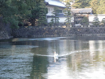 平川門と白鳥2.jpg