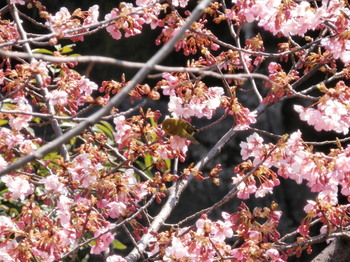 桜にメジロ.jpg