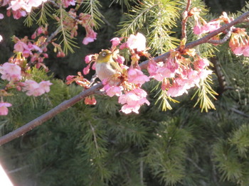 桜にメジロ.jpg