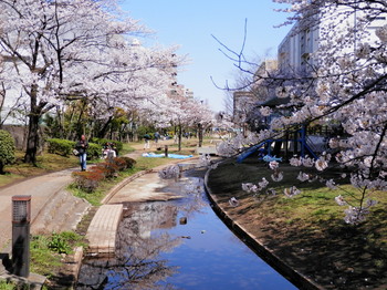 桜（大横川親水公園）２.jpg