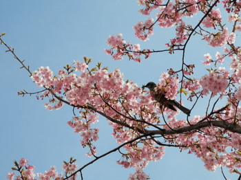 河津桜とツグミ.jpg