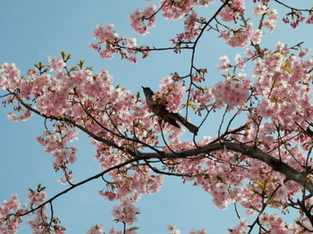 河津桜とツグミ2.jpg