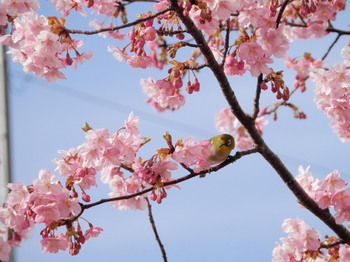 河津桜とメジロ.jpg