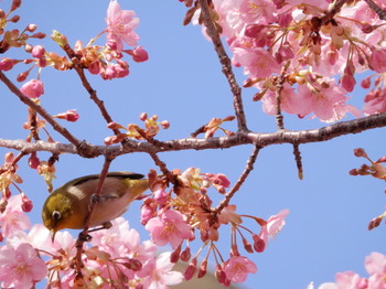 河津桜とメジロ2.jpg