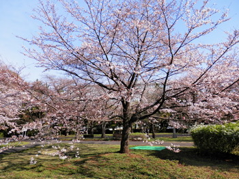 満開の桜.jpg