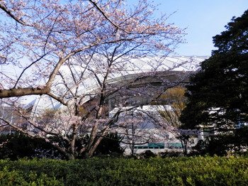 満開の桜4.jpg
