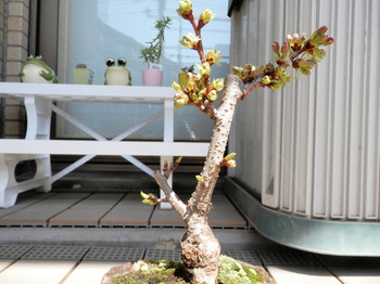 盆栽（一寸桜）4月1日の昼.jpg