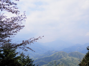 石老山（山頂）山桜.jpg