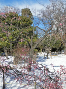 積雪で折れた梅の枝.jpg