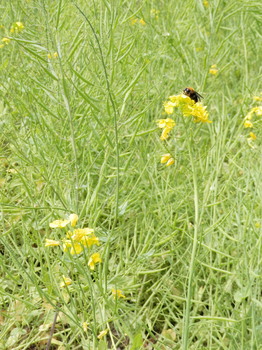 菜の花とミツバチ.jpg