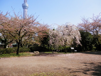 隅田公園しだれ桜.jpg