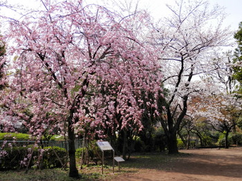 隅田公園２.jpg
