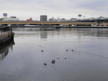 隅田川の水鳥たち.jpg